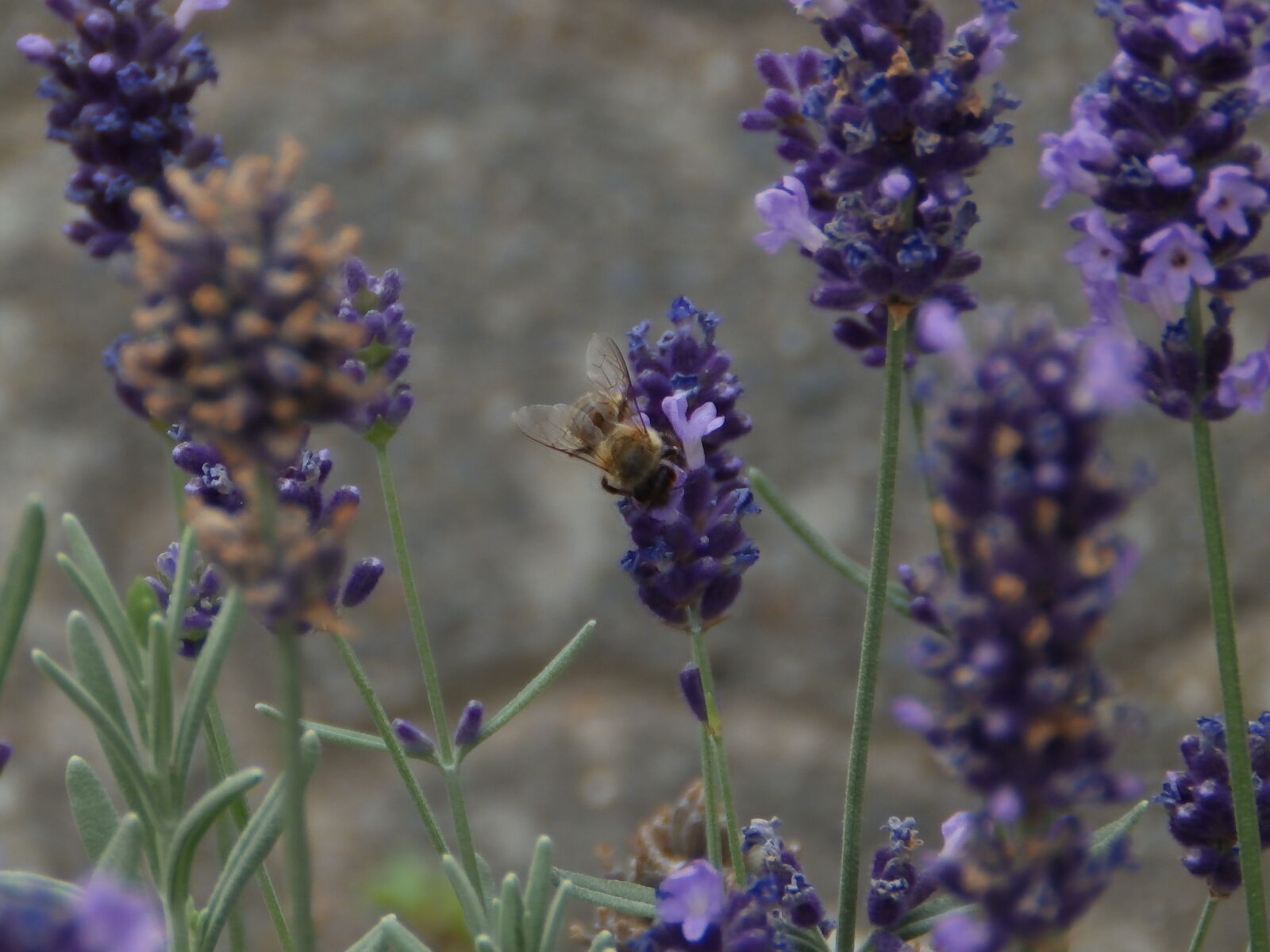 Olympus SP-820UZ sample photo. Lavender, lavender flowers, flowers photography