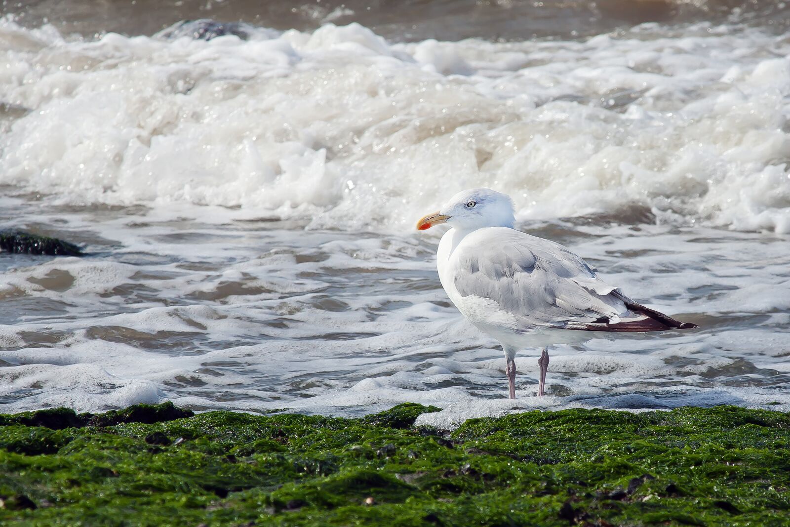 Canon EOS 50D + Canon EF 24-105mm F4L IS USM sample photo. Seagull, sea, wave photography