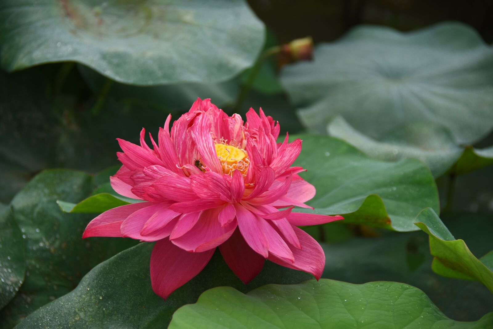 Nikon D7200 sample photo. Lotus flowers, throat, red photography
