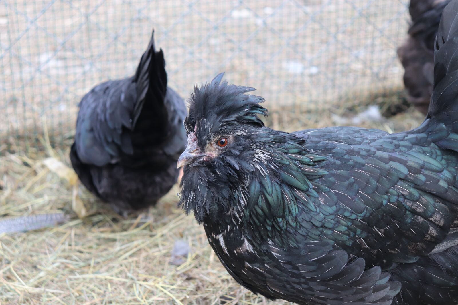 Canon EOS 200D (EOS Rebel SL2 / EOS Kiss X9) sample photo. Chicken, breed, ornament photography