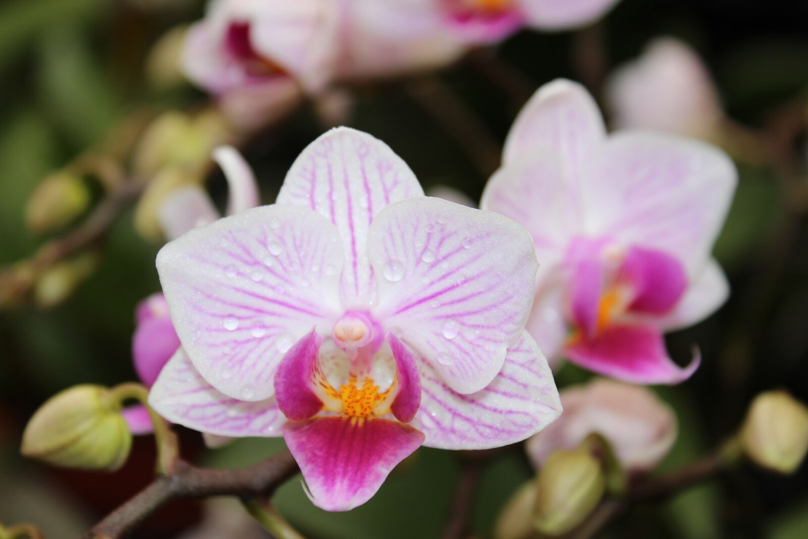 Canon EOS 650D (EOS Rebel T4i / EOS Kiss X6i) sample photo. Plant, nature, flowers photography