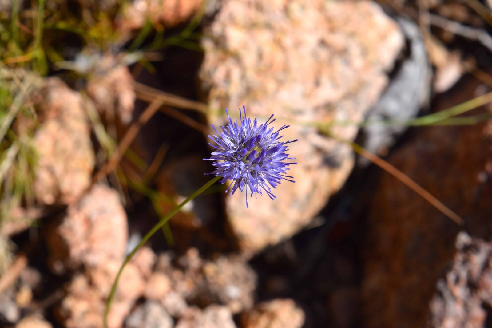 Nikon D3300 sample photo. Nature, flora, wildflower, herb photography
