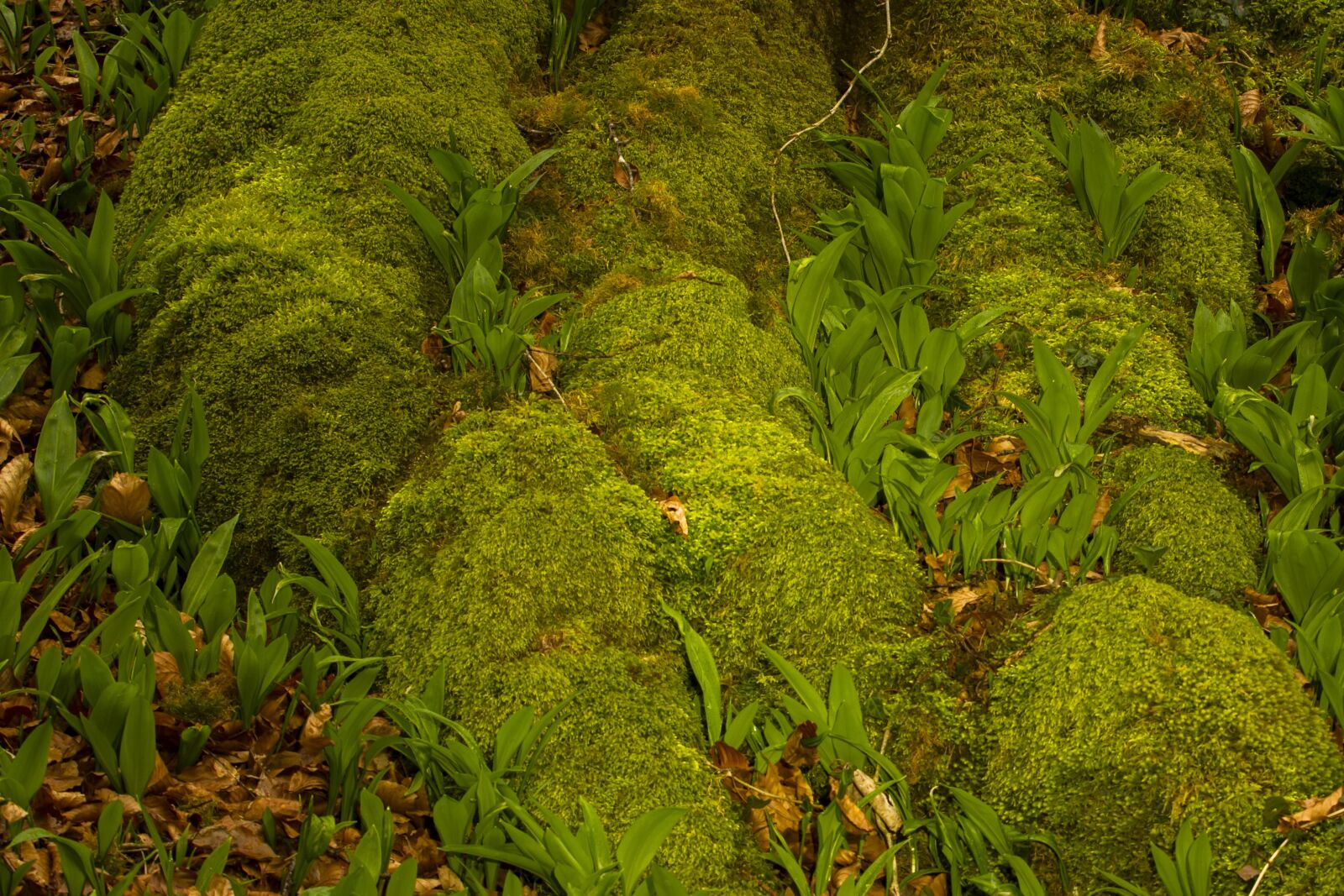 Canon EOS 7D + Canon EF 70-200mm F4L USM sample photo. Bear's garlic, moss, root photography