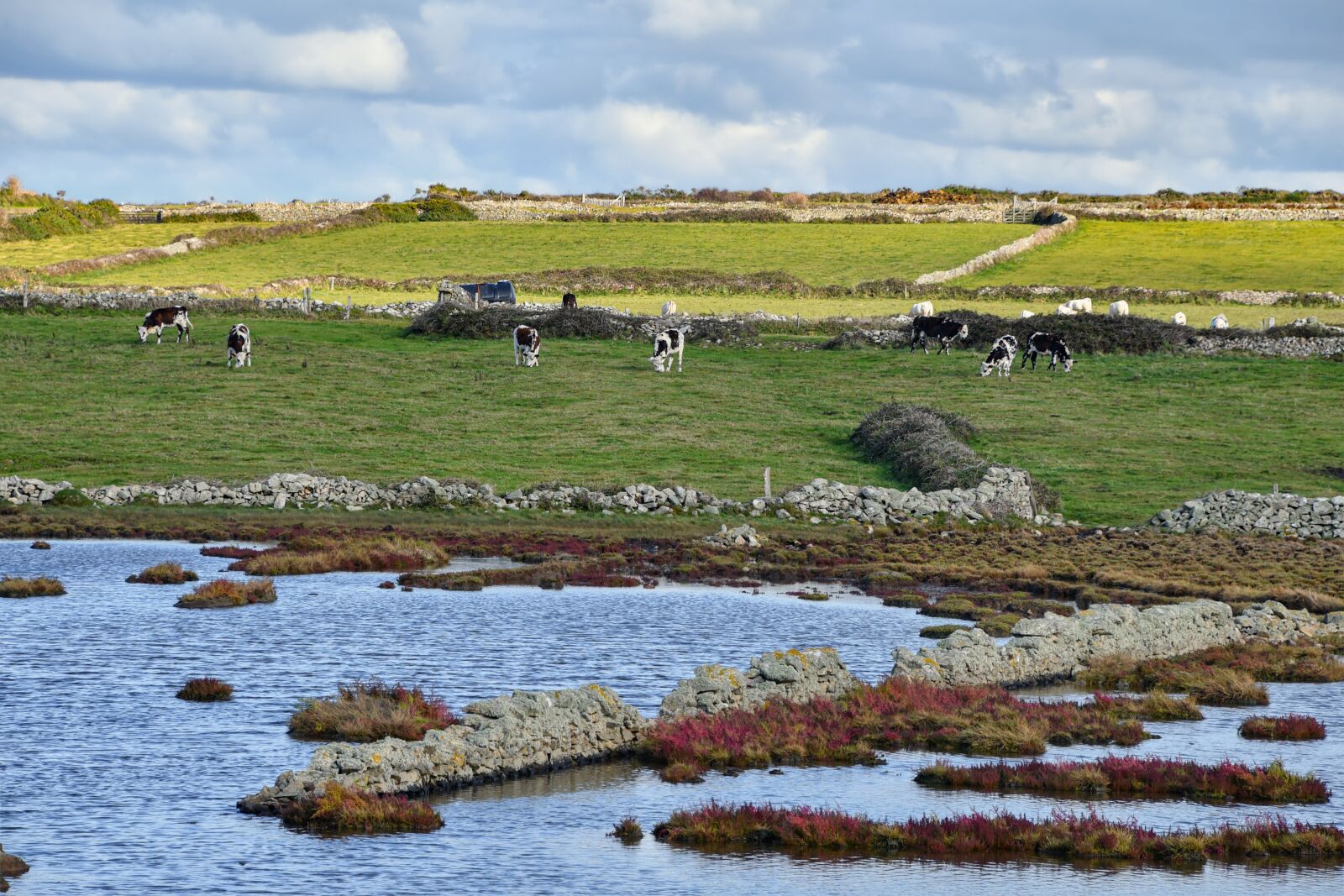 Nikon D500 sample photo. Cows, marsh, pasture photography