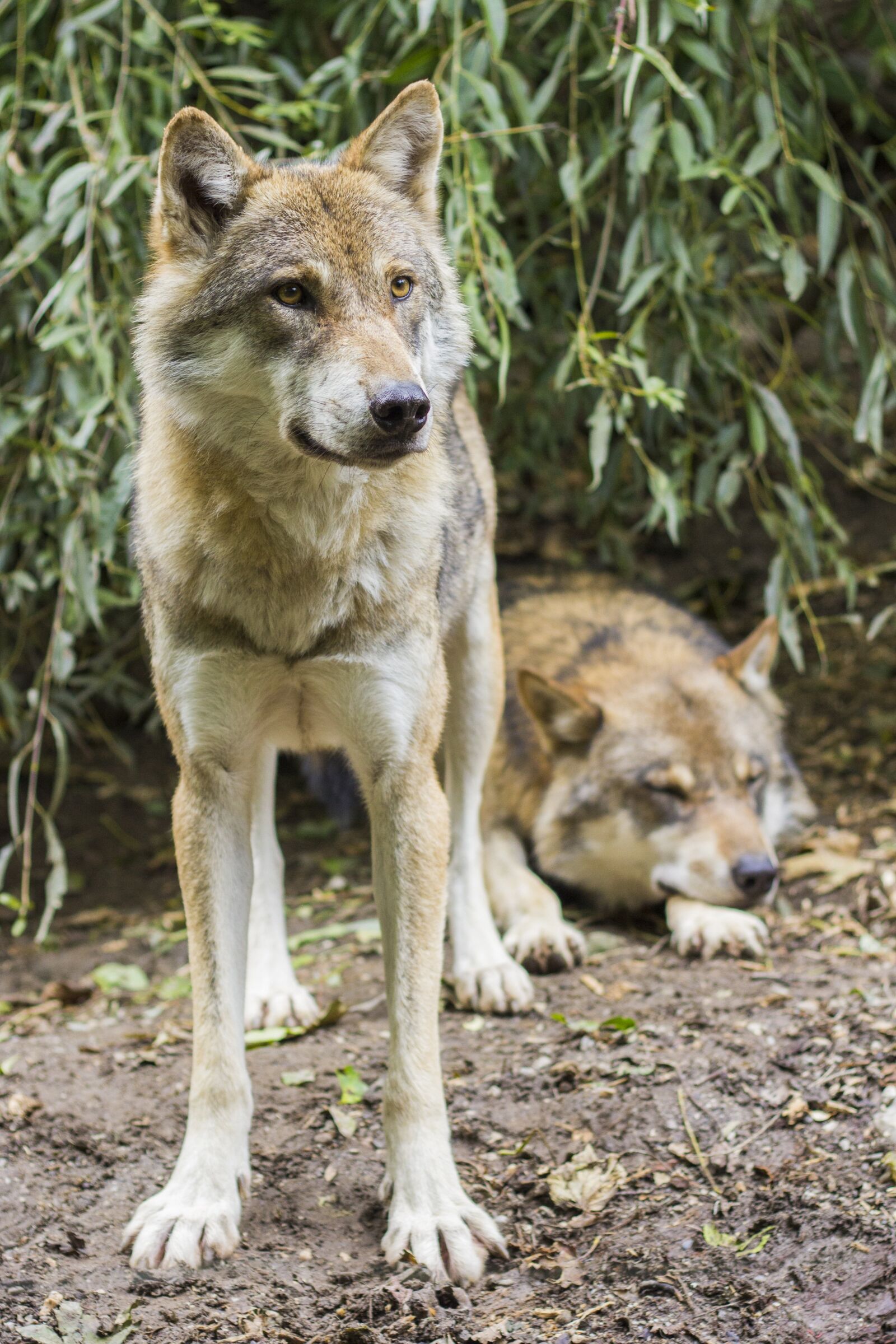 Canon EOS 60D + Canon EF 50mm F1.8 II sample photo. Wolves, canis lupus, european photography