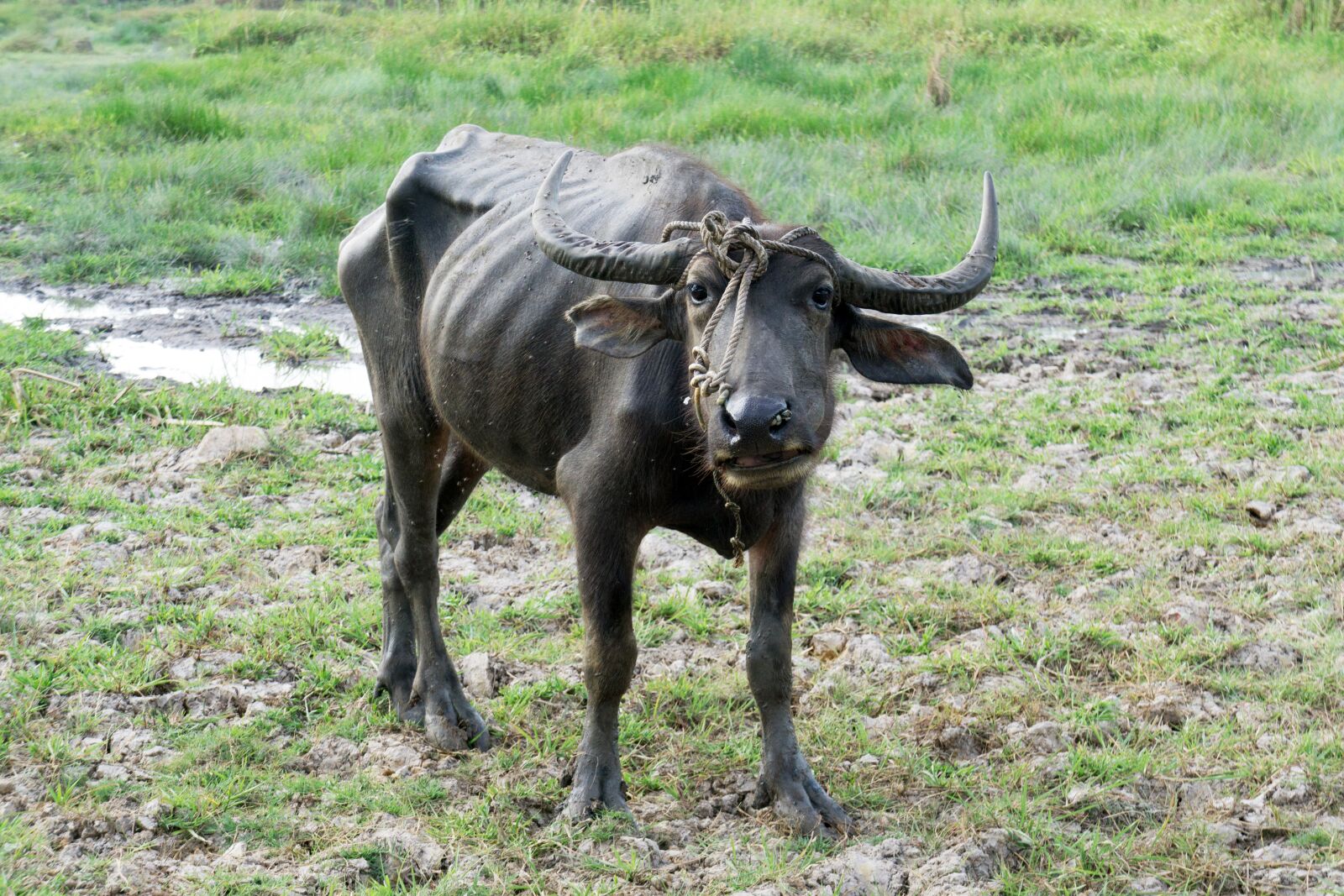 Sony a6000 + Sony E 18-55mm F3.5-5.6 OSS sample photo. Animal, asia, buffalo photography
