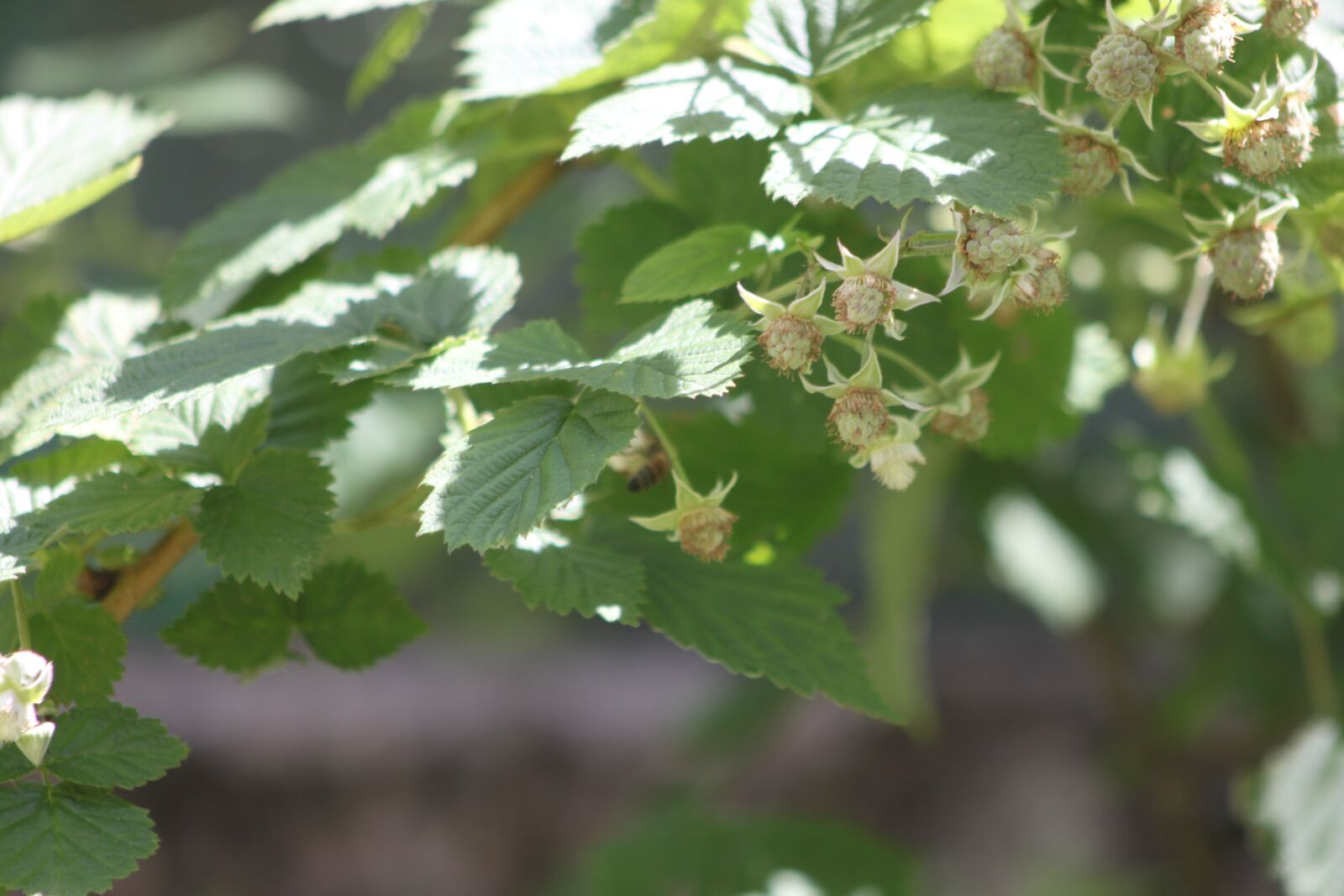 Canon EOS 500D (EOS Rebel T1i / EOS Kiss X3) sample photo. Insect, spring, garden photography