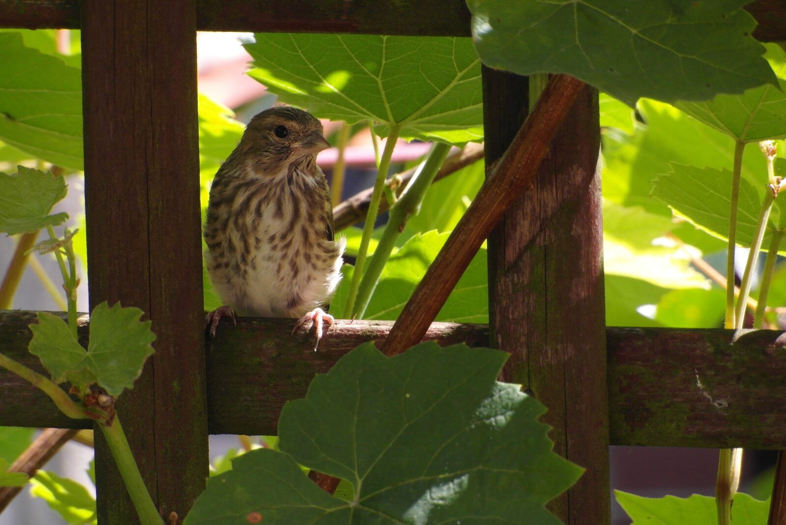 Samsung WB750 sample photo. The sparrow, bird, sitting photography