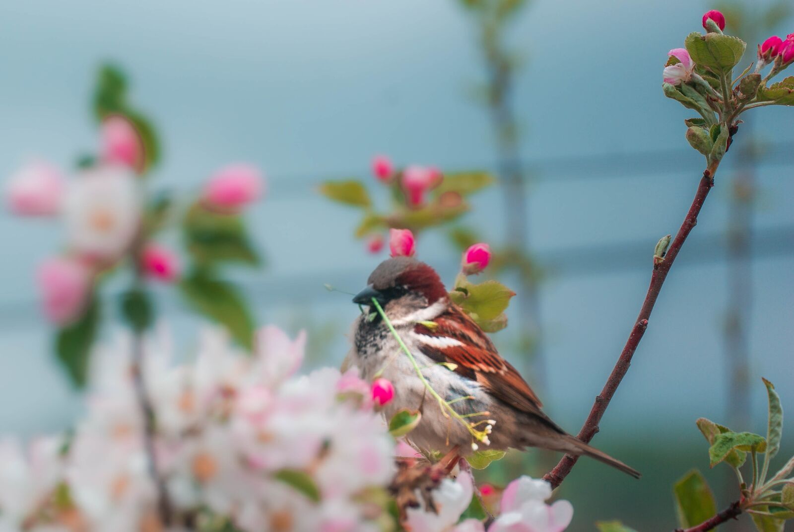 Sony Alpha DSLR-A230 sample photo. Spring, blossom, nature photography