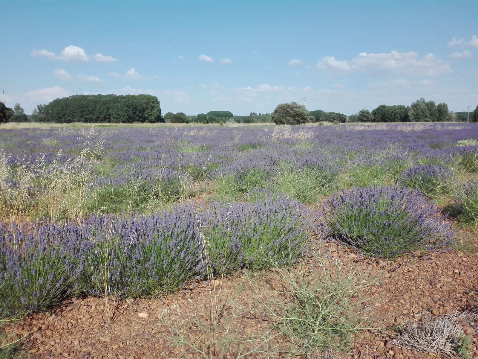 HUAWEI P8 Lite sample photo. Lavender, field of lavender photography
