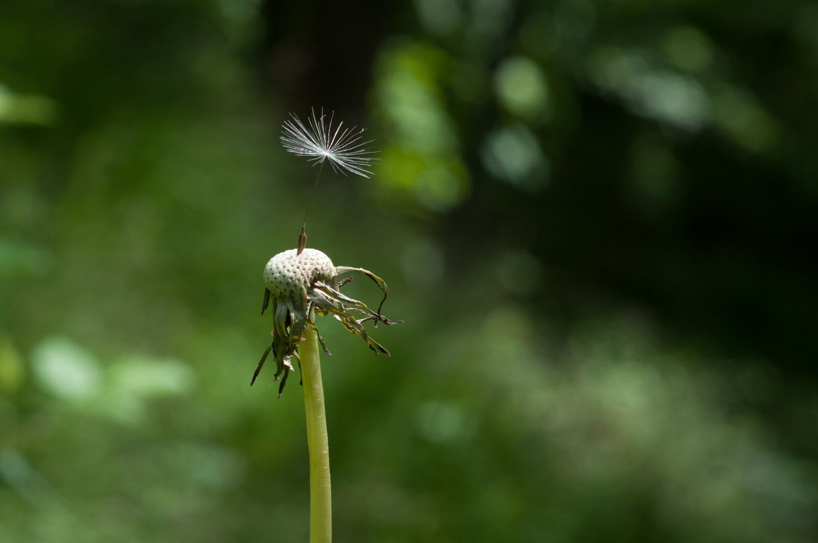 Nikon D90 sample photo. Blur, close-up, dandelion photography