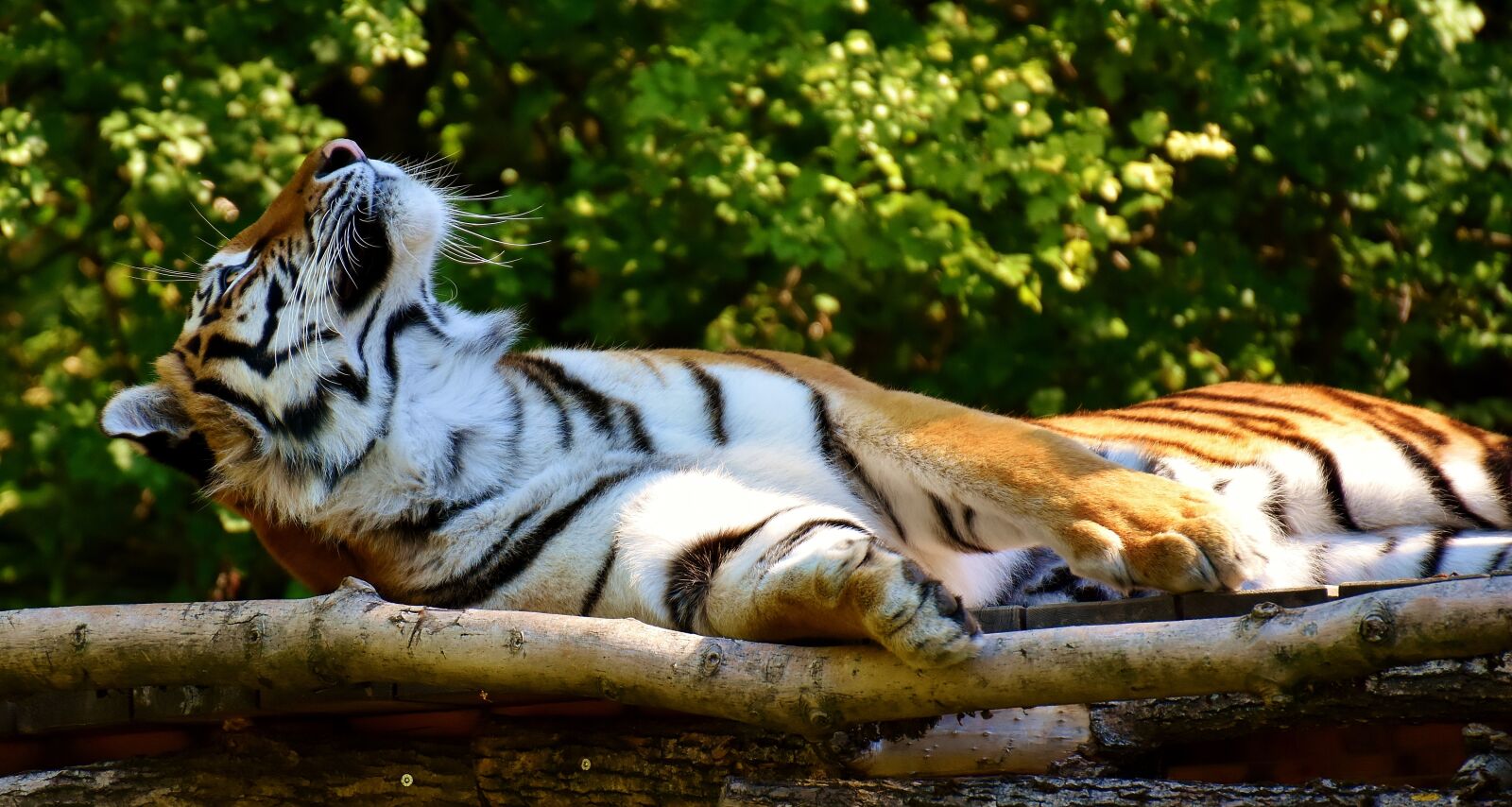 Nikon D7200 sample photo. Tiger, predator, fur photography