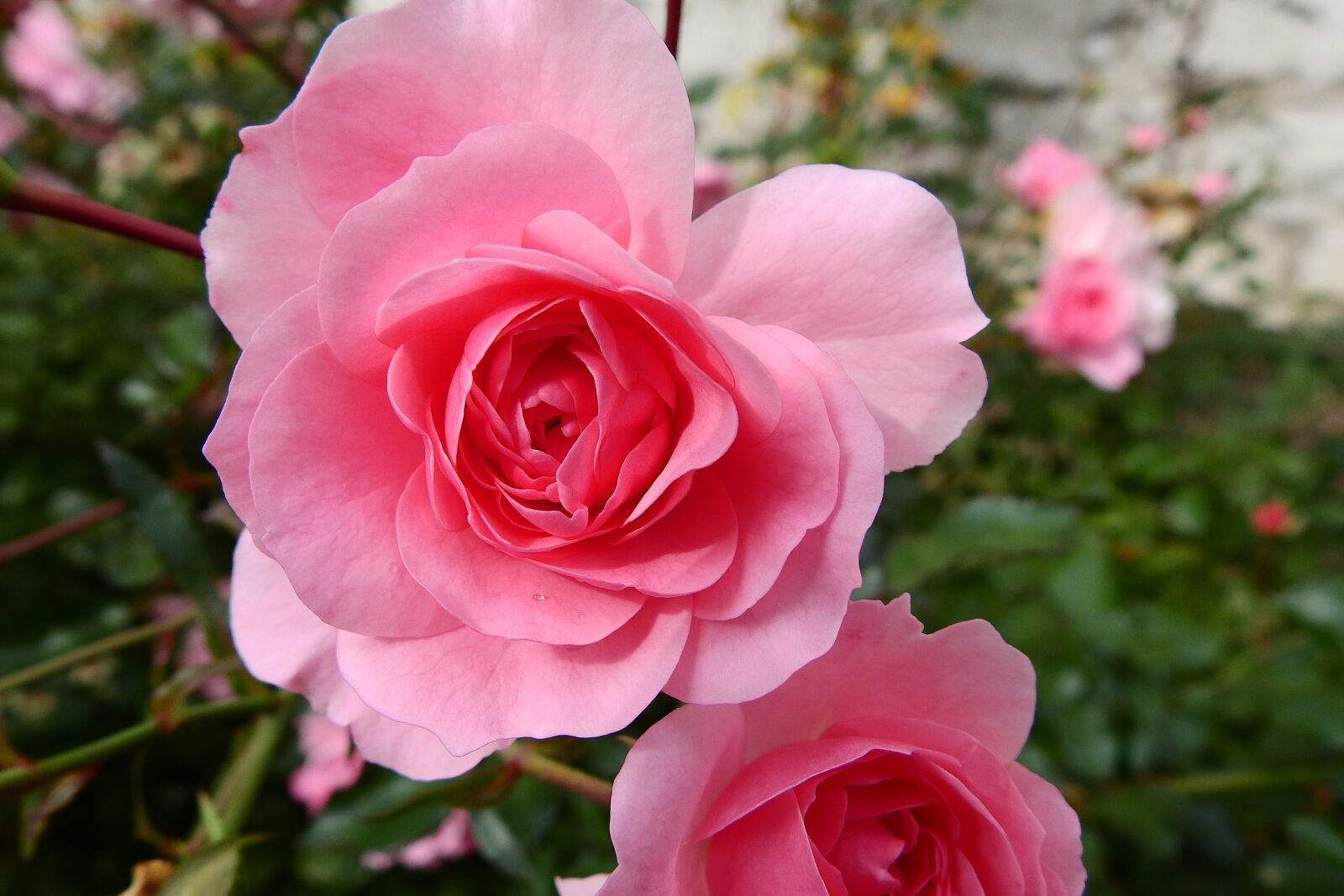 Nikon Coolpix P900 sample photo. Rose, nature, blooming flower photography