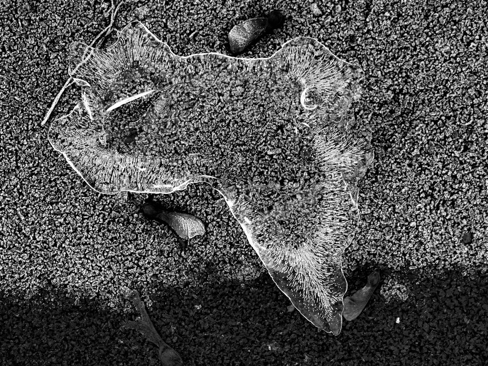 Olympus E-520 (EVOLT E-520) sample photo. Ice, nature, monochrome photography