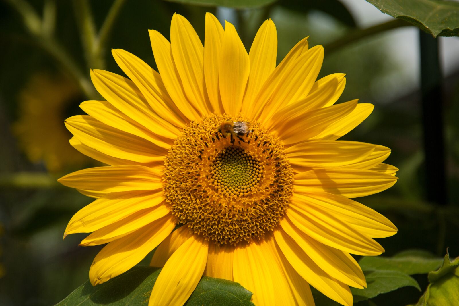 Nikon D700 sample photo. Sunflower, blossom, bloom photography