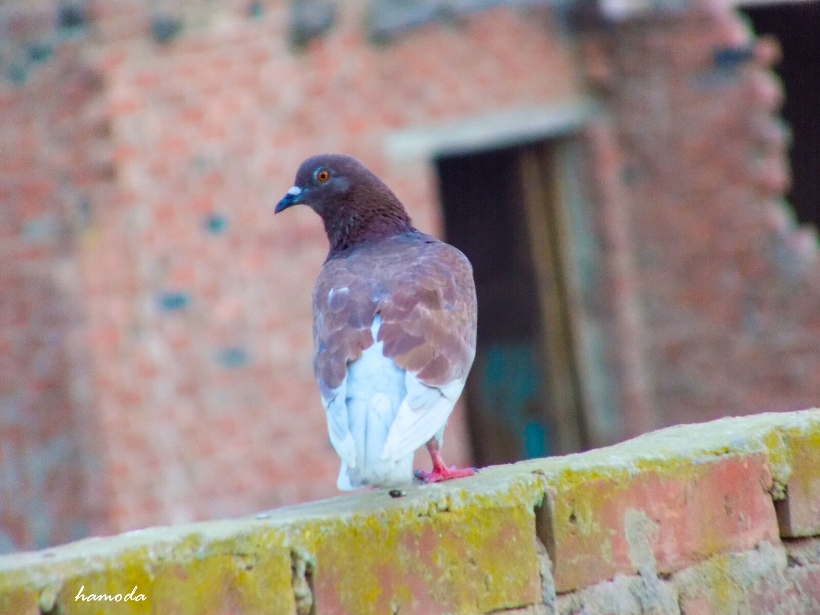 Nikon COOLPIX L340 sample photo. Dove photography