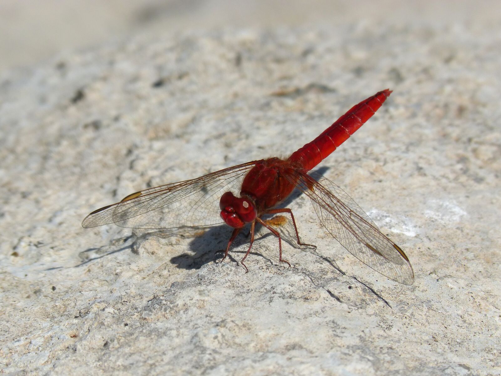 Panasonic DMC-FZ62 sample photo. Dragonfly, red dragonfly, erythraea photography