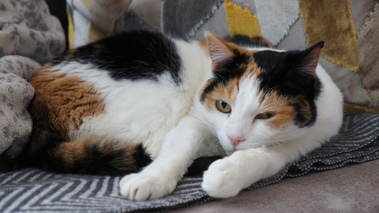 Sony Alpha NEX-C3 + Sony E 18-55mm F3.5-5.6 OSS sample photo. Cat, tortoiseshell, pet photography