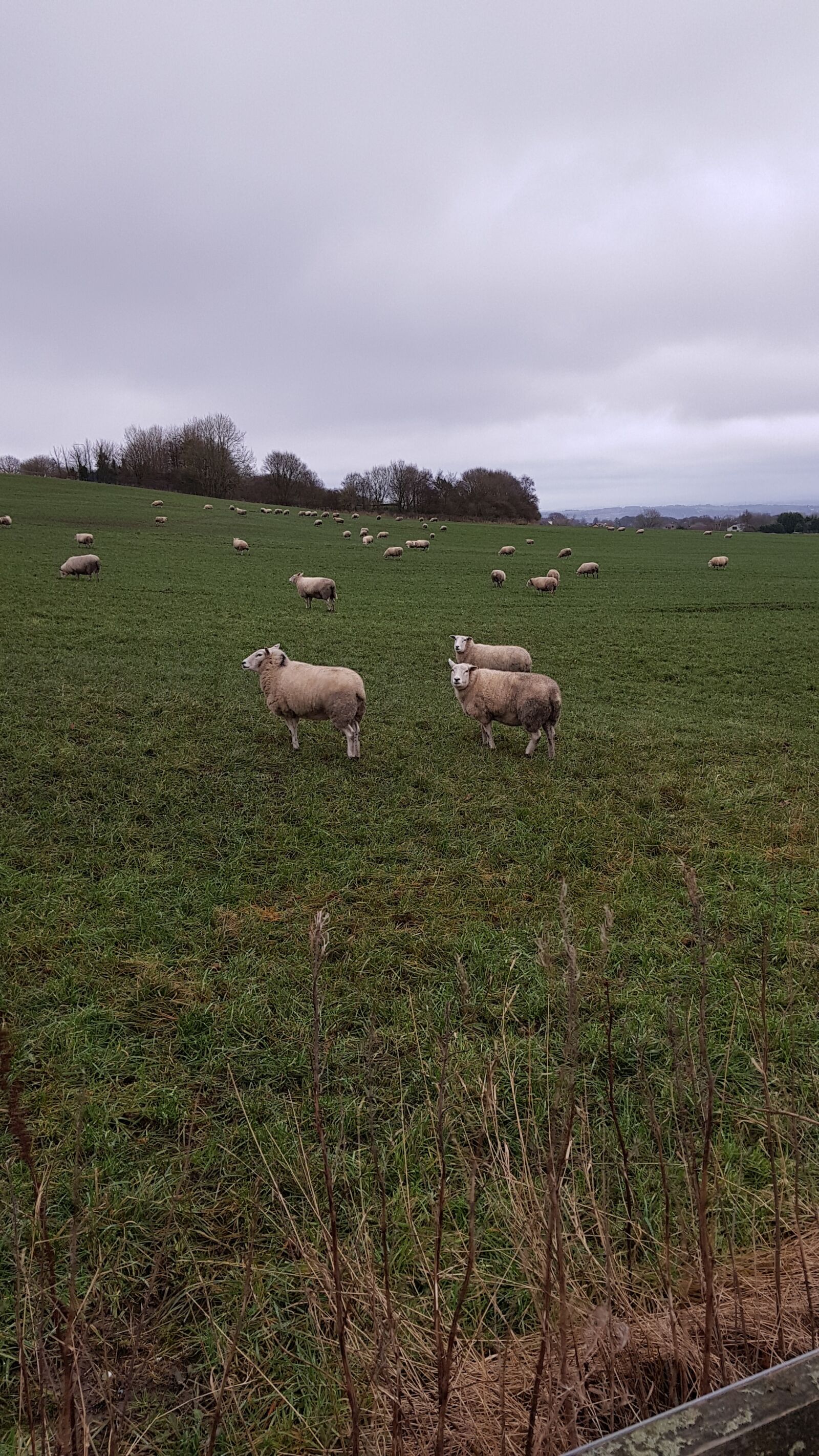 Samsung Galaxy S7 sample photo. Sheep, pasture, farming photography
