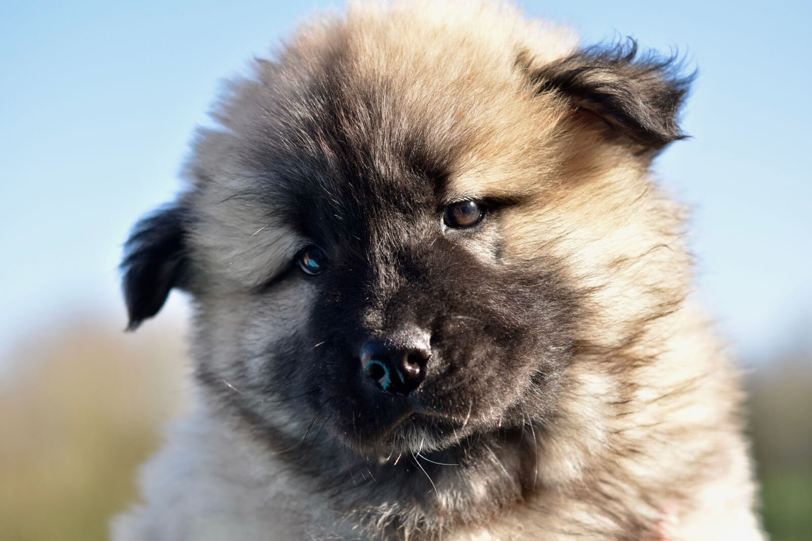 Nikon D5600 sample photo. Dog, bitch, dog eurasier photography