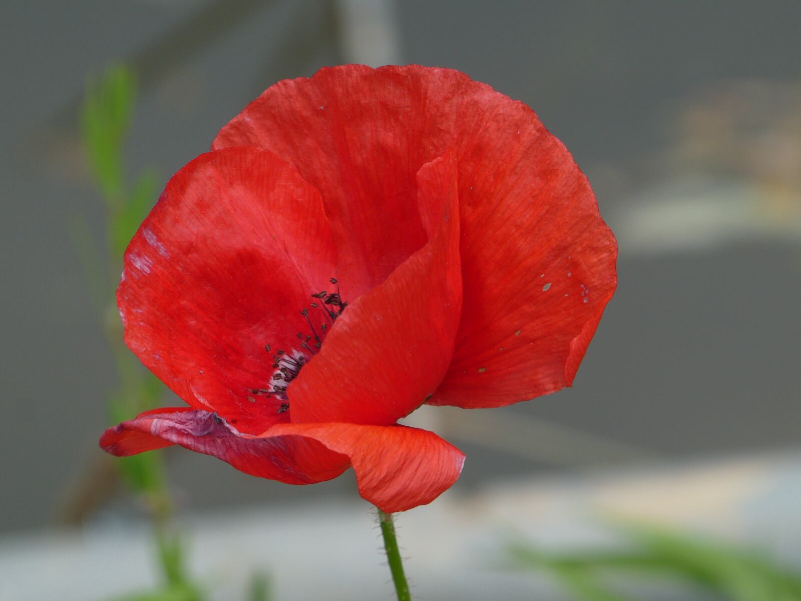 Panasonic DMC-TZ81 sample photo. Poppy, red flower, plant photography