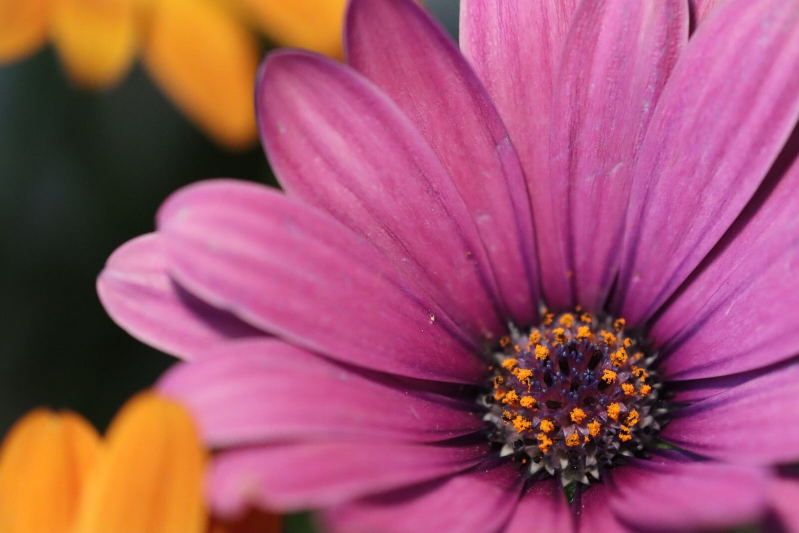 Canon EOS 90D sample photo. Flowers, bloom, spring photography