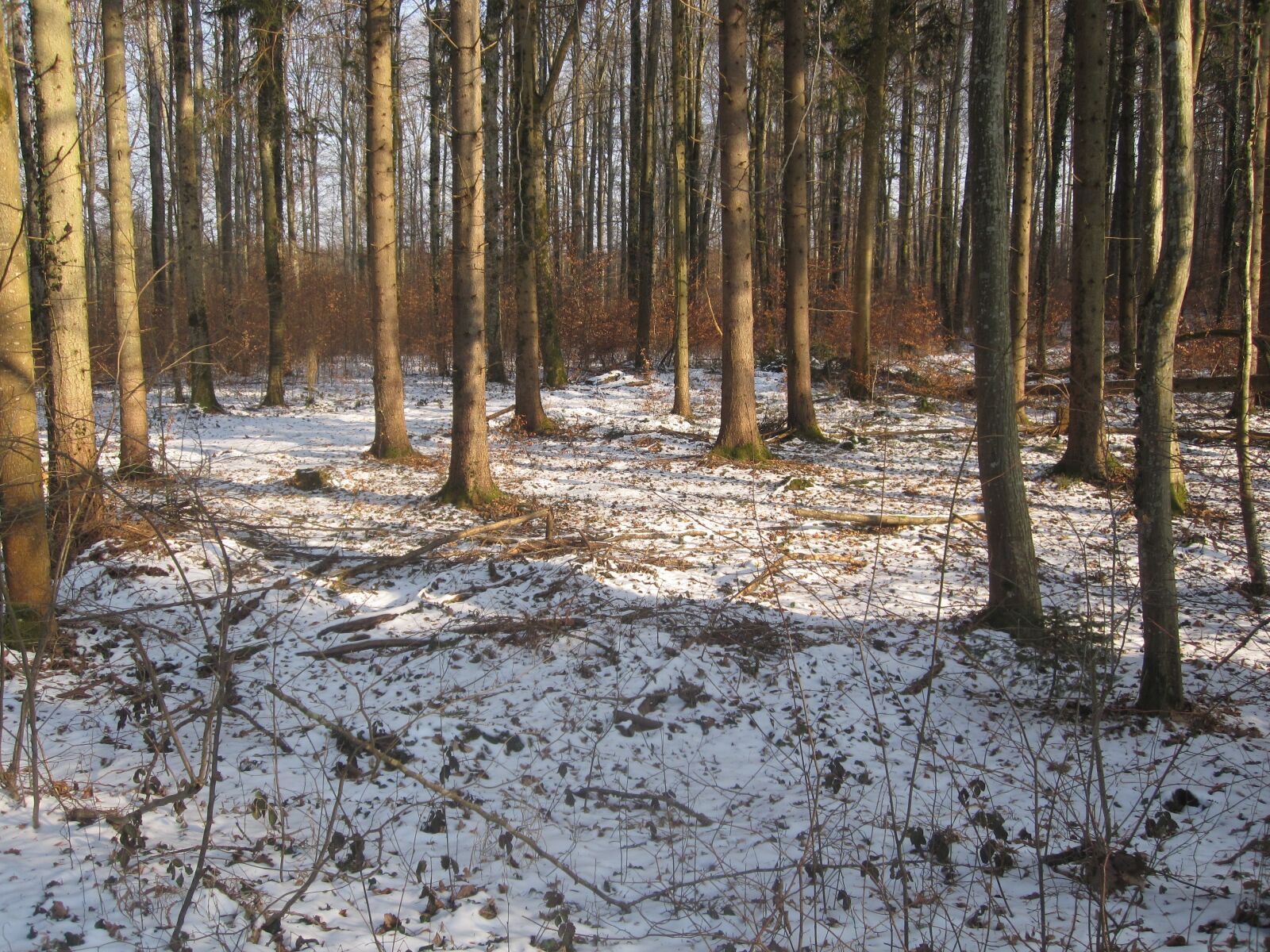 Canon PowerShot SD780 IS (Digital IXUS 100 IS / IXY Digital 210 IS) sample photo. Forest, winter, snow photography