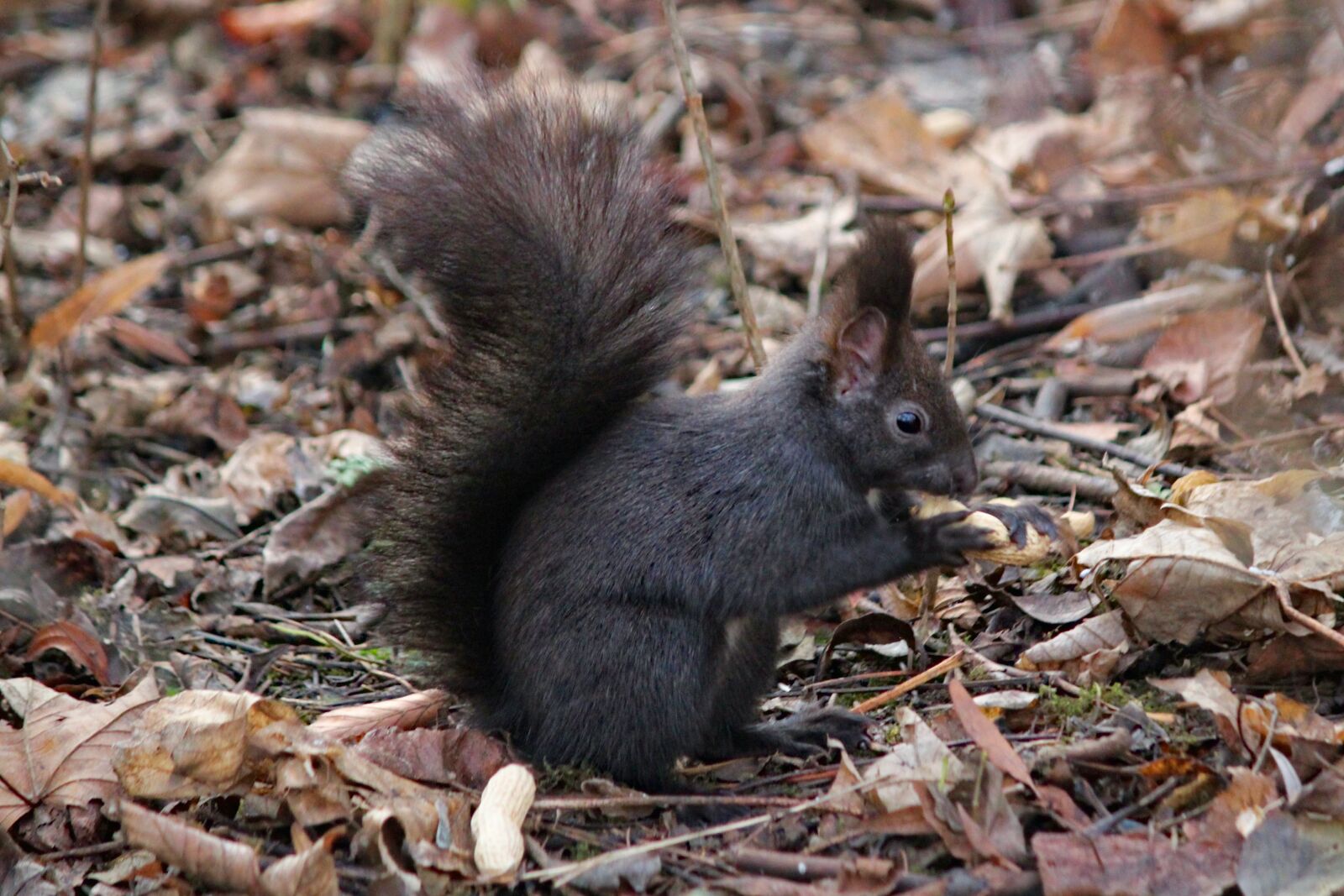 Canon EOS 550D (EOS Rebel T2i / EOS Kiss X4) sample photo. The squirrel, black, rodent photography
