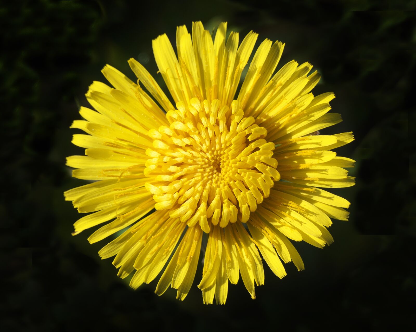 Panasonic Lumix DMC-FZ1000 sample photo. Dandelion, mayflower, flowers photography