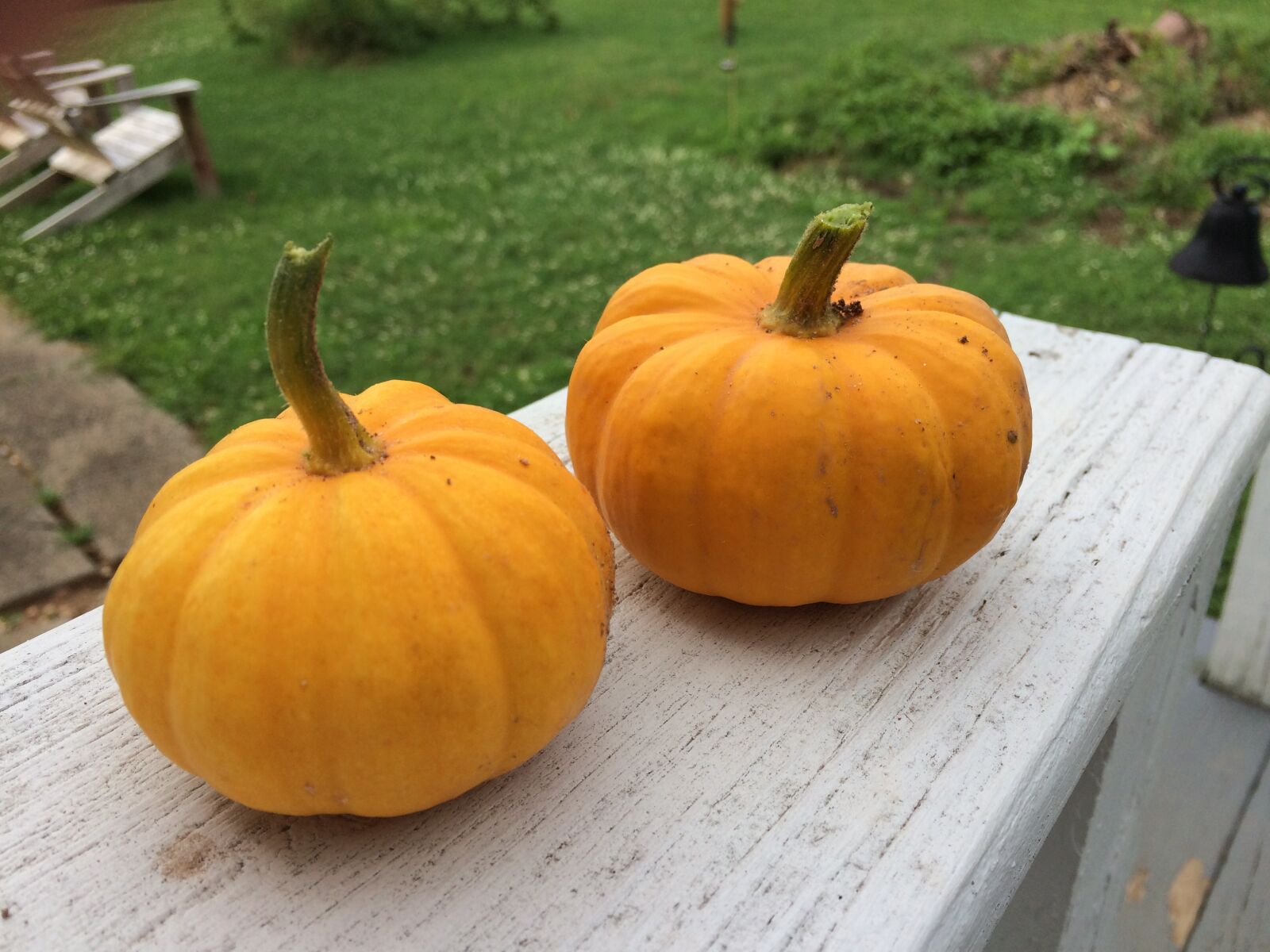 iPhone 5s back camera 4.15mm f/2.2 sample photo. Pumpkin, autumn, harvest photography