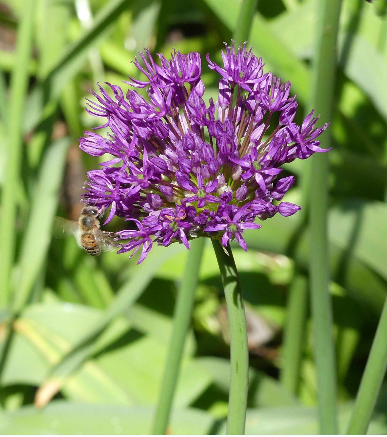 Panasonic Lumix DMC-FZ300 sample photo. Spring flower, purple, nature photography