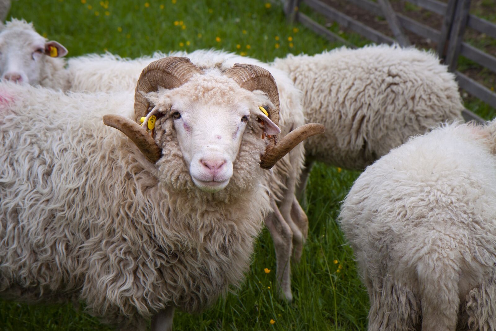 Canon EOS 50D + Sigma 12-24mm f/4.5-5.6 EX DG ASPHERICAL HSM + 1.4x sample photo. Zaupelschaf, aries, sheep photography