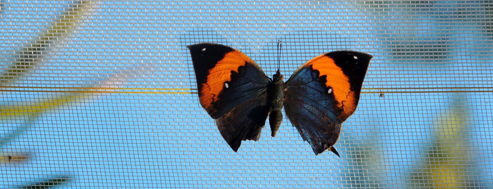 Nikon Coolpix P510 sample photo. Butterfly, sky, close up photography