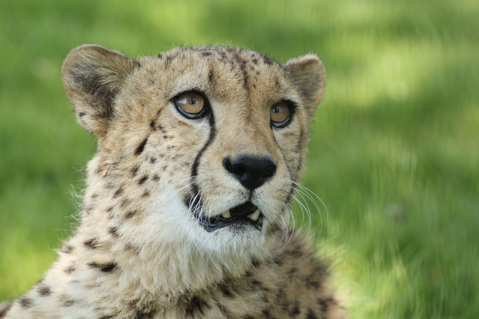 Canon EOS 500D (EOS Rebel T1i / EOS Kiss X3) sample photo. Cheetah, cat, predator photography