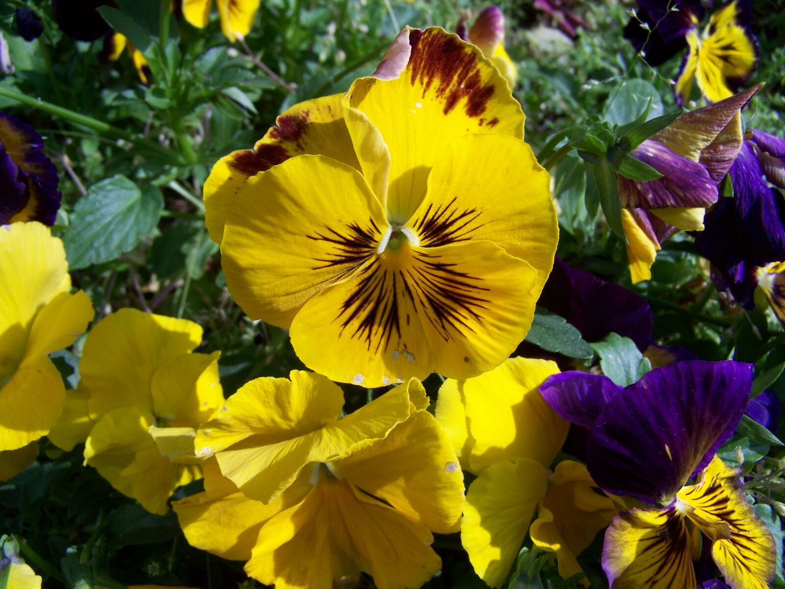 Kodak EASYSHARE ZD710 ZOOM DIGITAL CAMERA sample photo. Pansy, yellow flower, garden photography