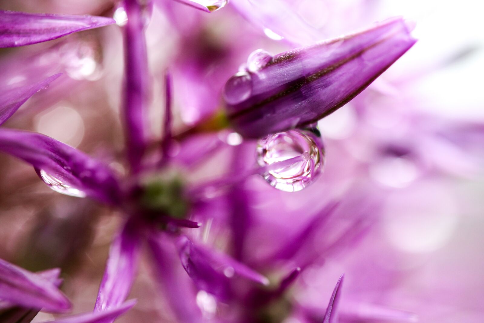Canon EF-S 35mm F2.8 Macro IS STM sample photo. Nature, flower photography