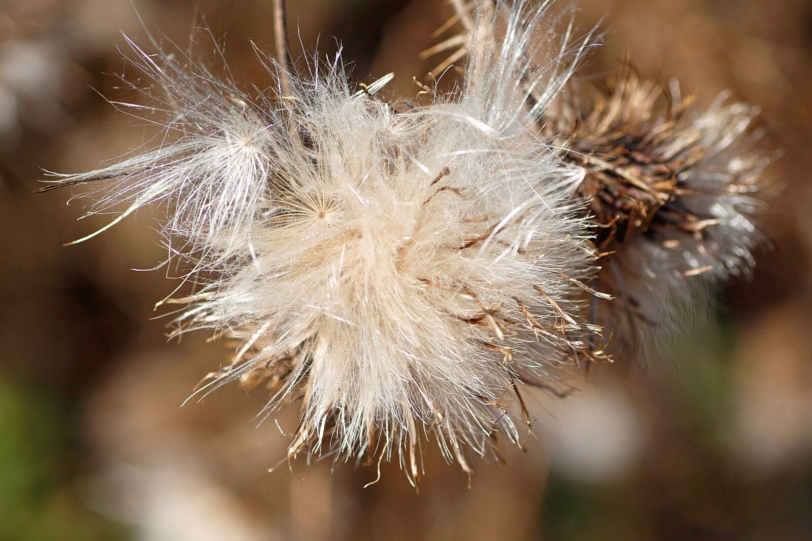 Canon EOS 650D (EOS Rebel T4i / EOS Kiss X6i) sample photo. Thistle seed, seeds flowering photography