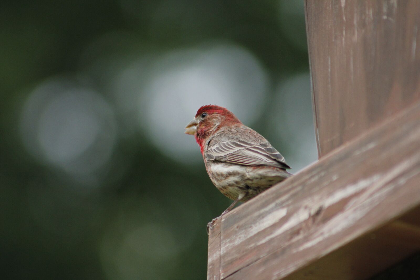 Canon EOS 550D (EOS Rebel T2i / EOS Kiss X4) sample photo. Bird, nature, wildlife photography