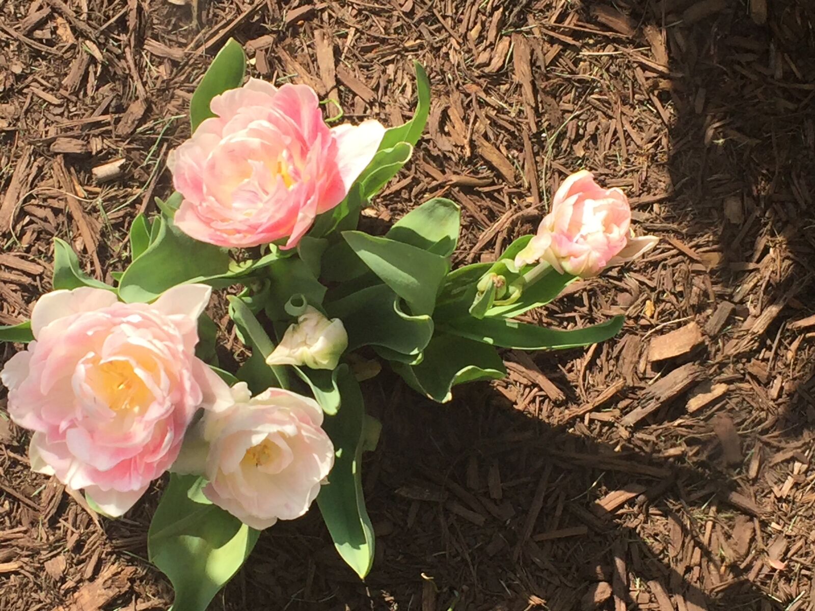 Apple iPhone 6 sample photo. Tulip, tulips, flowers photography