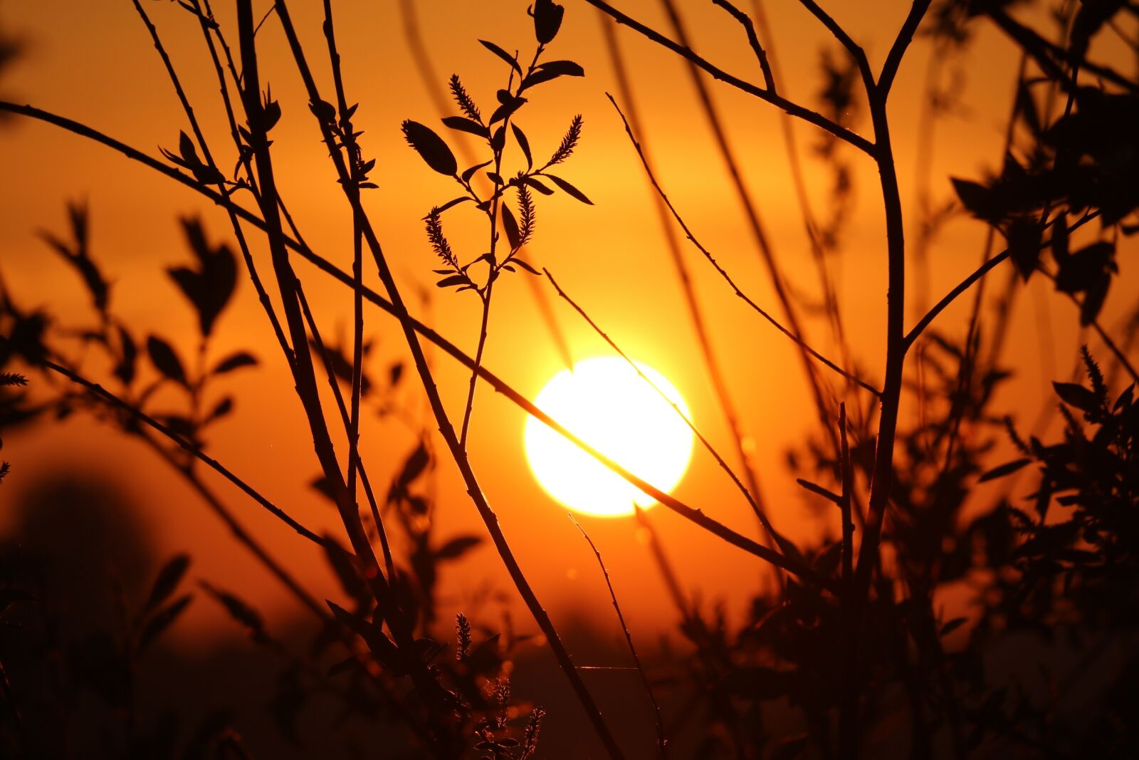 Canon EOS 750D (EOS Rebel T6i / EOS Kiss X8i) sample photo. Sunrise, nature, morgenstimmung photography