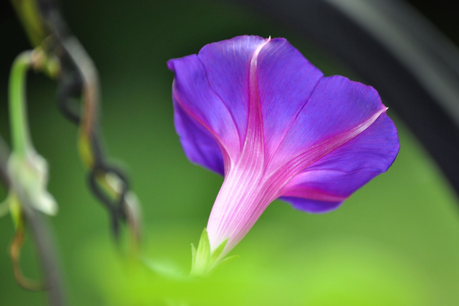 Nikon D5000 sample photo. Morning glory, vine, summer photography