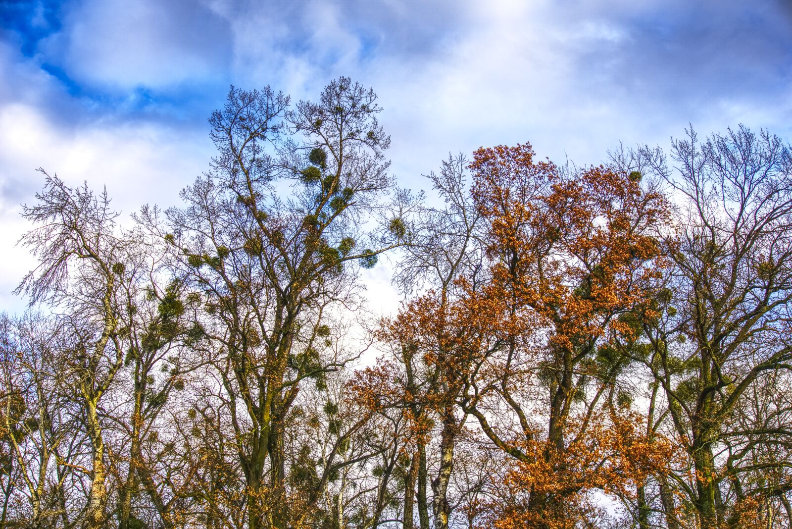Sony E 16-50mm F3.5-5.6 PZ OSS sample photo. Trees, canopy, clouds photography