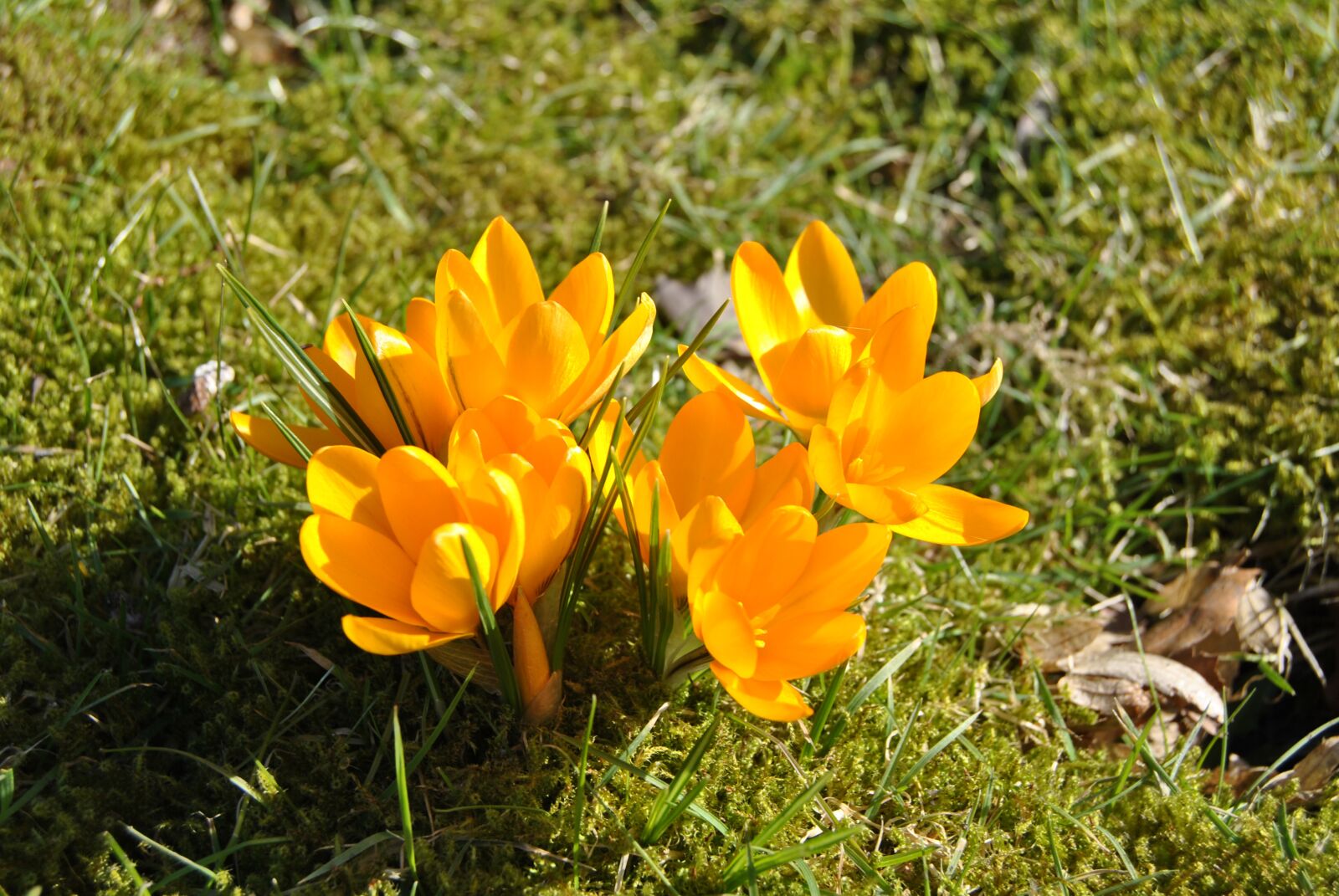 Nikon D3000 sample photo. Spring, flower, nature photography