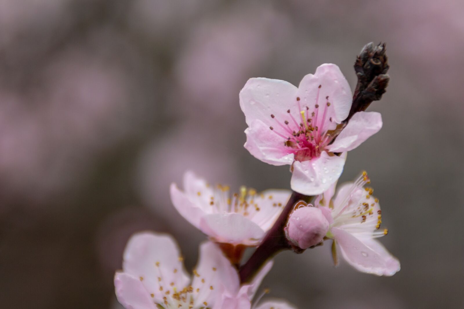 Canon EOS 100D (EOS Rebel SL1 / EOS Kiss X7) sample photo. Flower, spring, peach photography