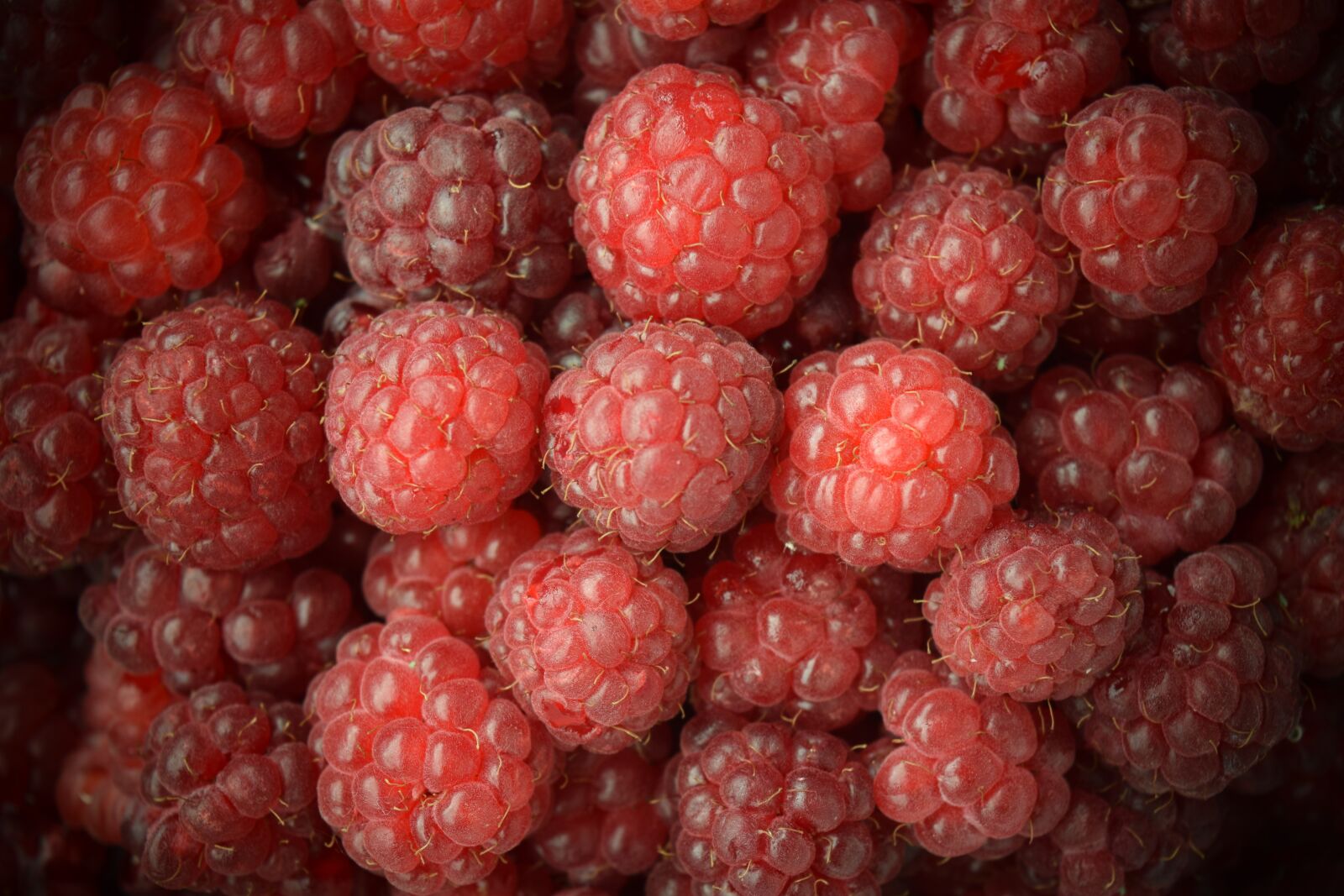 Nikon D3300 sample photo. Raspberries, close up, red photography