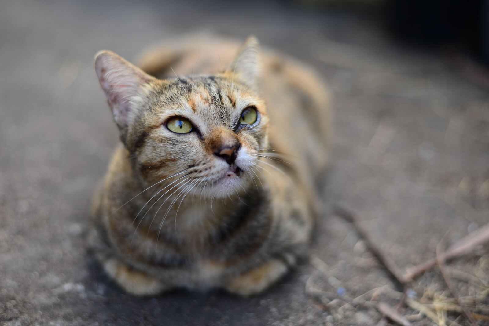 Nikon D800E sample photo. Tabby, cat, cute photography