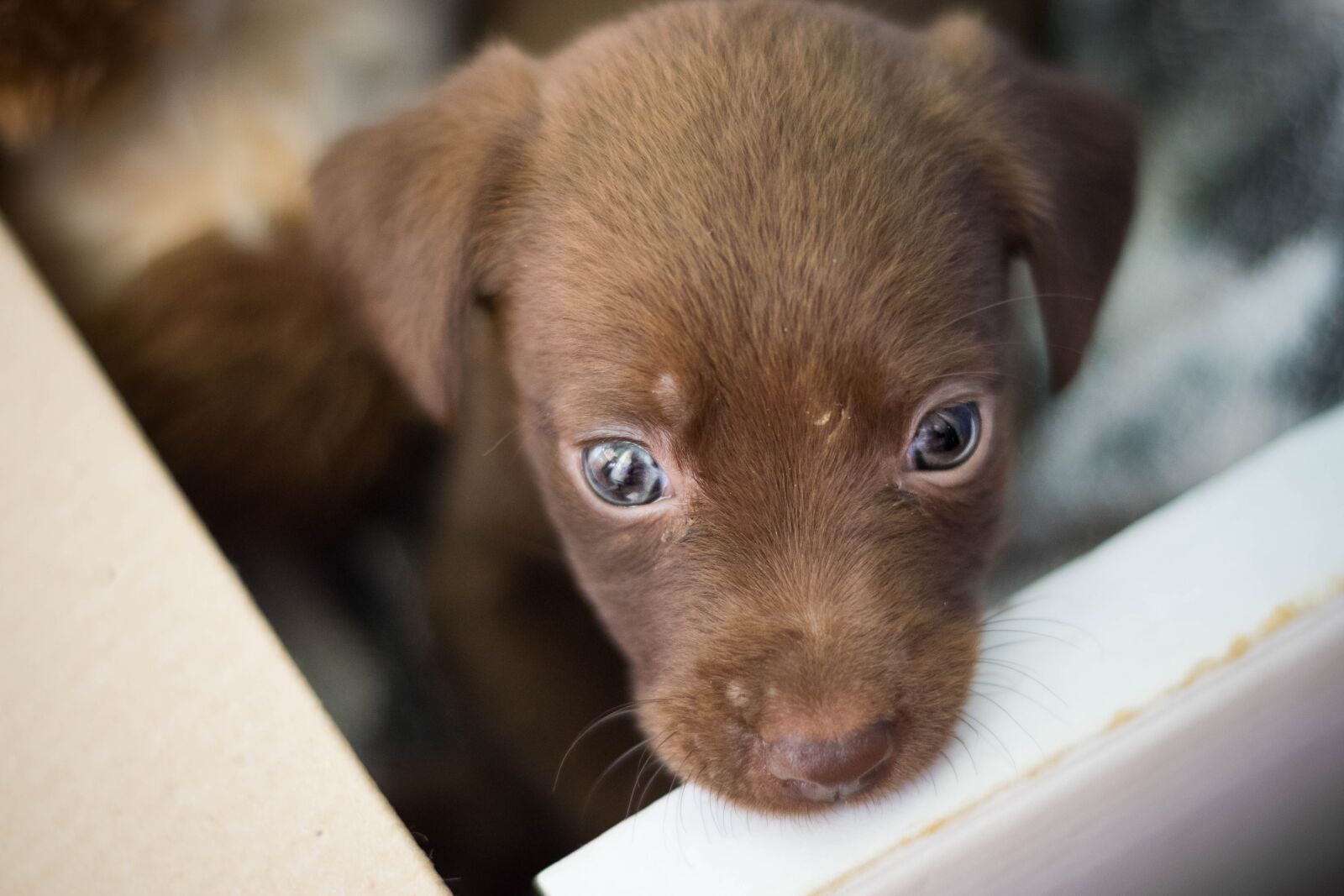 Nikon D5300 sample photo. Dog, adoption, puppy photography