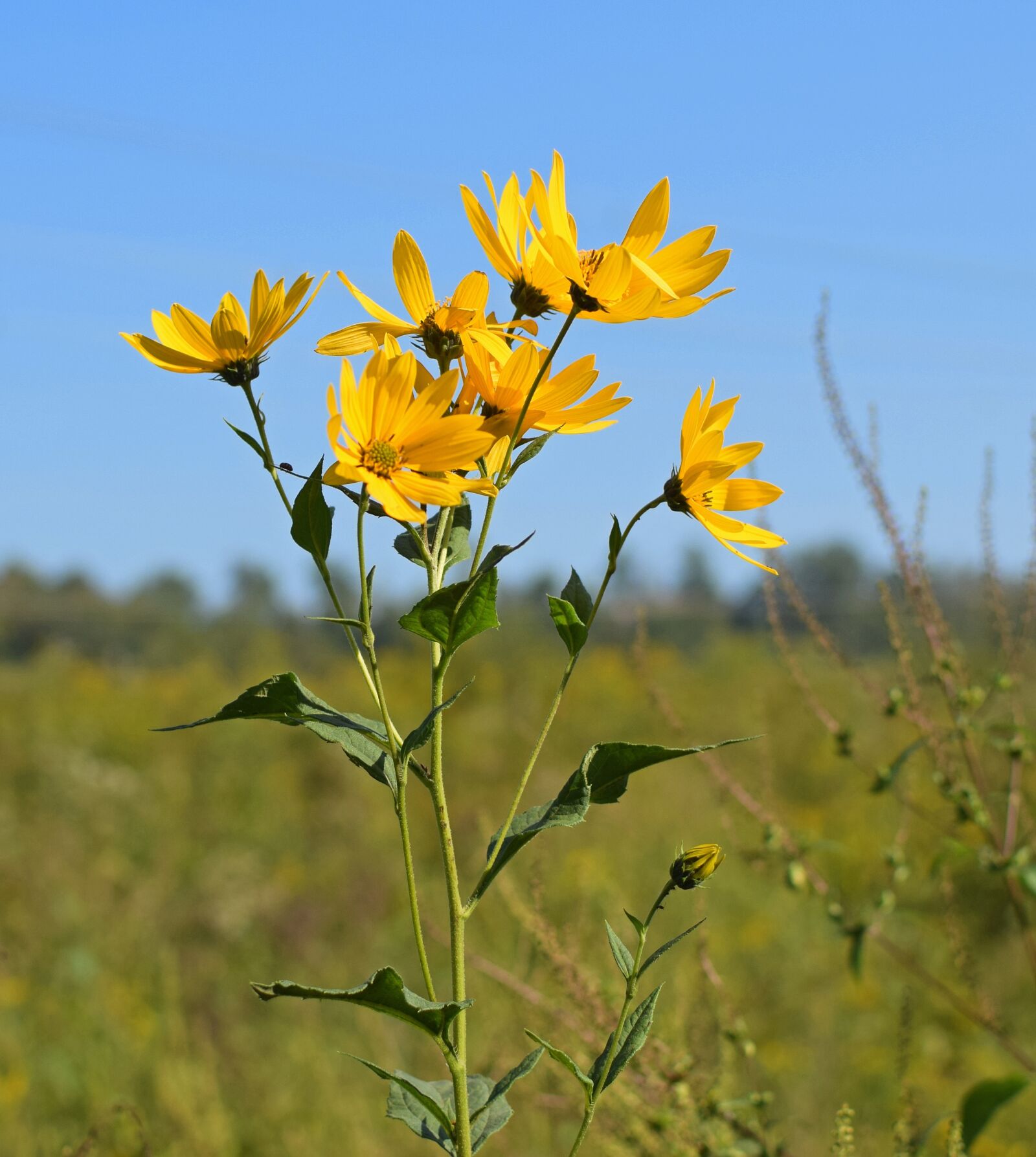 Nikon D3300 sample photo. Wild sunflowers against the photography
