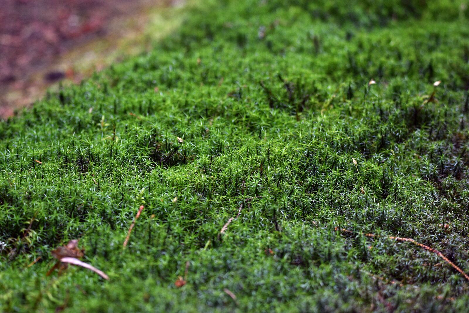 Nikon D3400 sample photo. Moss, forest, nature photography