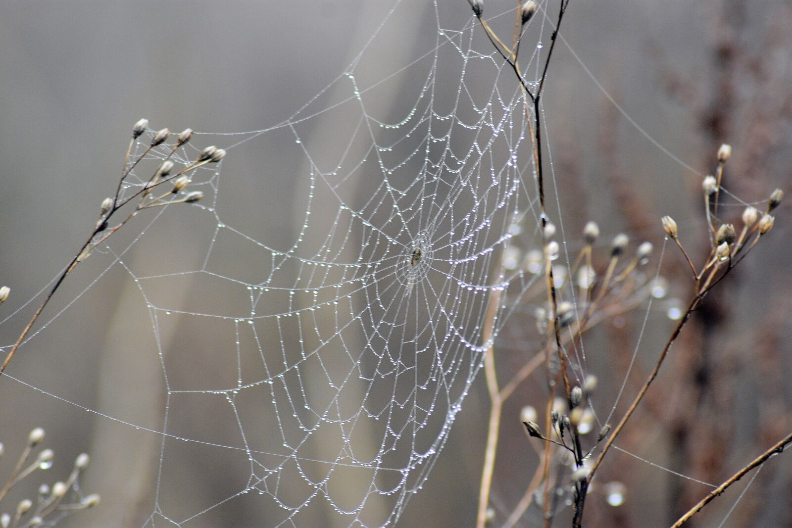 Nikon D3400 sample photo. Cobweb, spider, hotel photography
